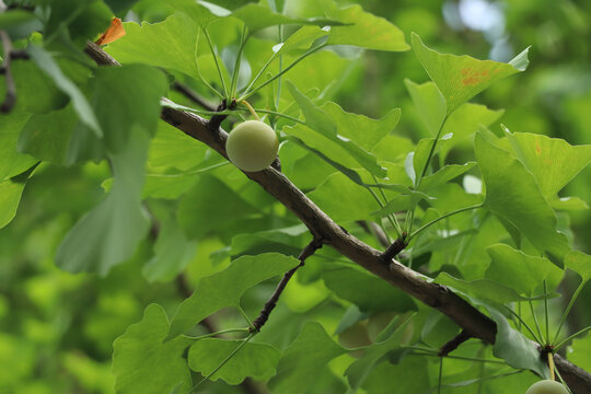 夏日时节银杏果