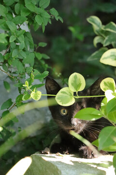 绿树茵里小黑猫