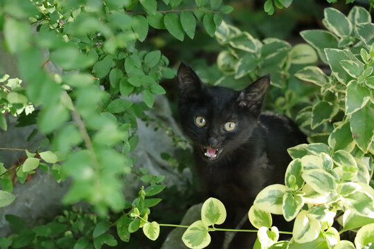 树荫之下可爱猫咪