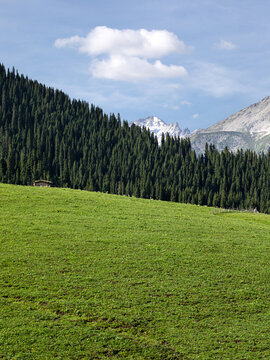 新疆伊犁的草原森林风景