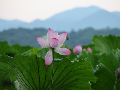 荷花