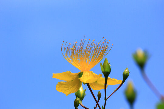 黄花