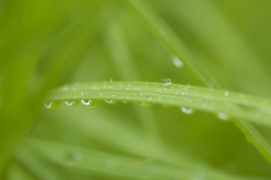 叶子上的露珠水珠雨珠特写