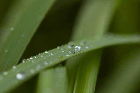 叶子上的露珠水珠雨珠特写