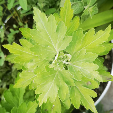 菊花植株