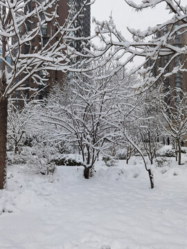 校区雪景