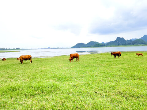 草原牧场