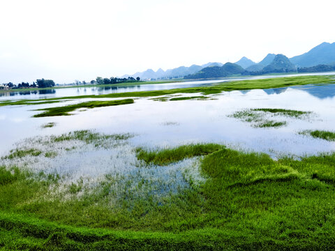 湿地风景