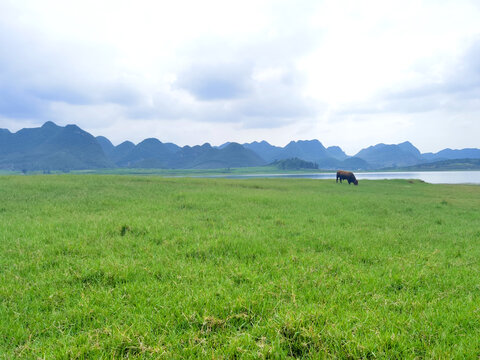 湿地风景