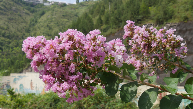 紫薇开花