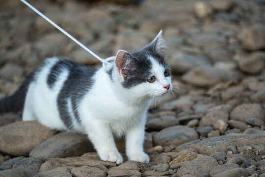 猫坐在岩石上的特写肖像