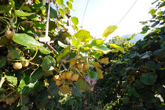 猕猴桃种植基地