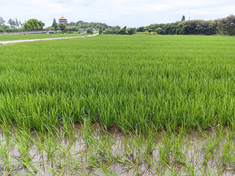 茶院村富硒大米水稻田