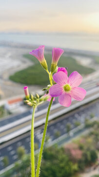 红花酢浆草花