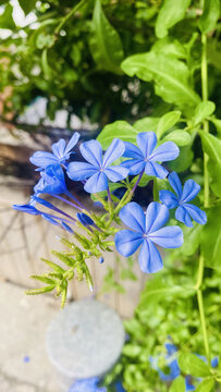 蓝花丹蓝雪花