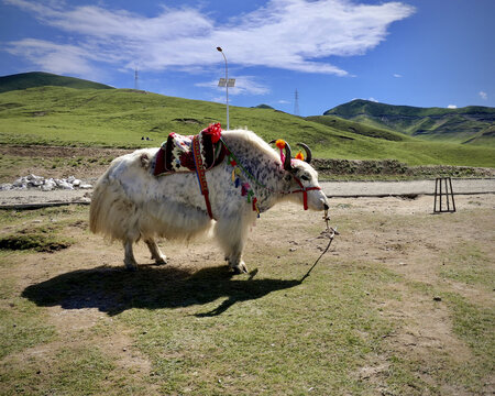 西藏旅游