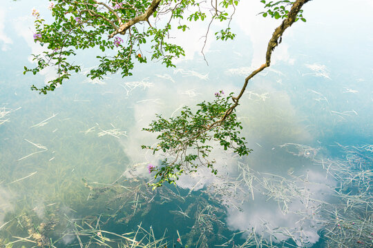 紫薇花蓝天白云水中倒影