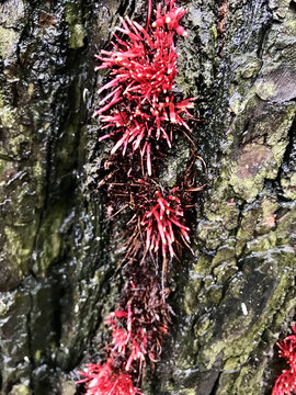 树木上的红藻