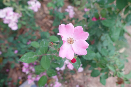 背景素材月季花