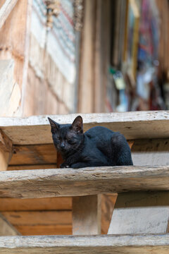 休息的小黑猫