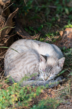 阳光草地上被打扰睡觉的猫