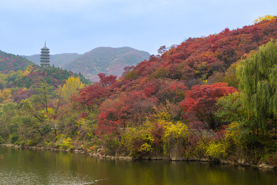 山东济南红叶谷秋天