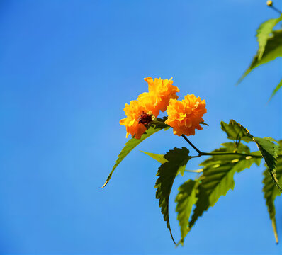 夏日宁静棣棠花