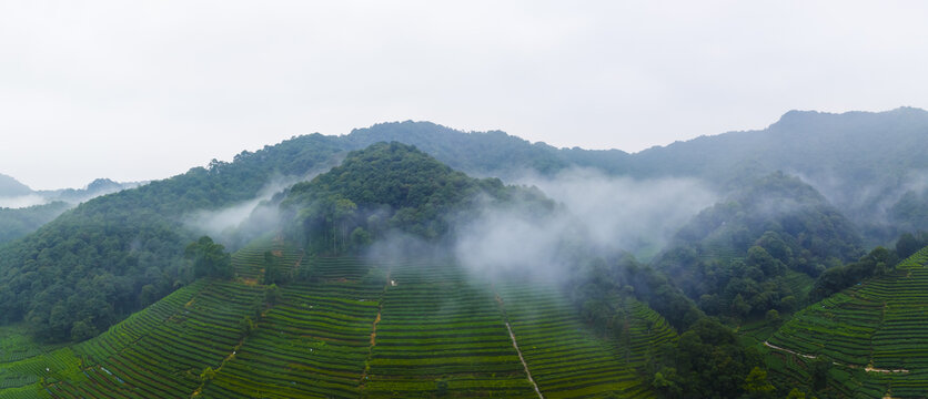 杭州梅家坞西湖龙井茶园云雾