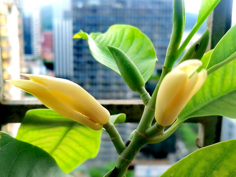 玉兰花