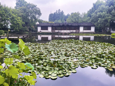 杭州曲苑风荷荷花