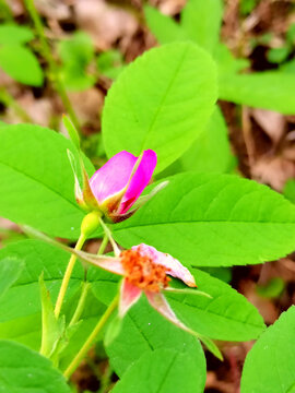 野玫瑰花