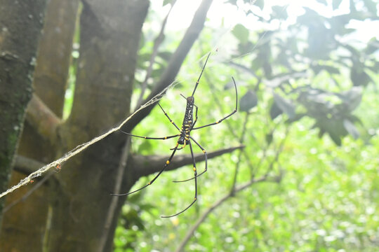 森林里的蜘蛛