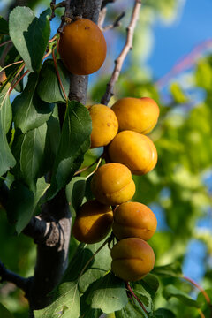 新疆伊犁的吊死干杏子熟了