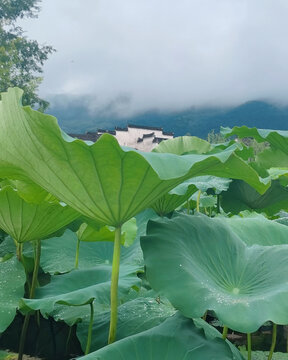 远山和叶