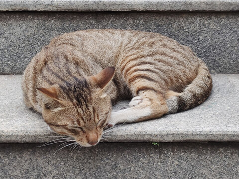 熟睡的猫