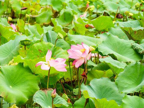 雨后荷花