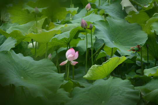 花丛中