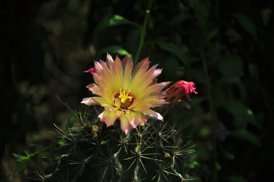 仙人球开花特写