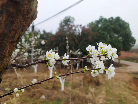 李子花