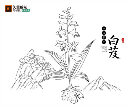 线描白芨