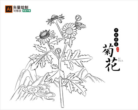 线描菊花