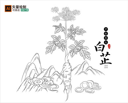 线描白芷