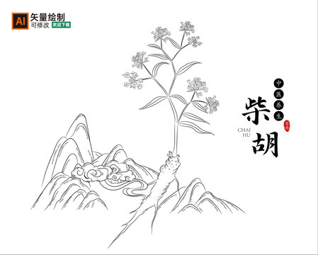 线描柴胡