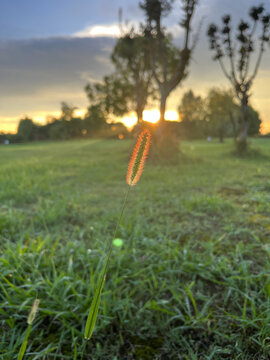 夕阳狗尾巴草