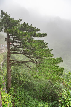 黄山松自然风光