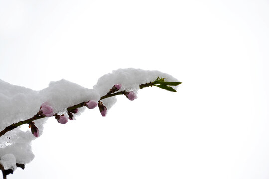 桃花雪