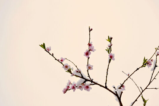 桃花雪