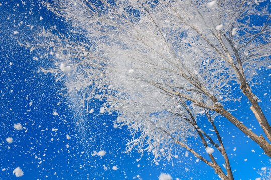 雪落寒枝