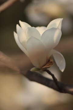 玉兰花