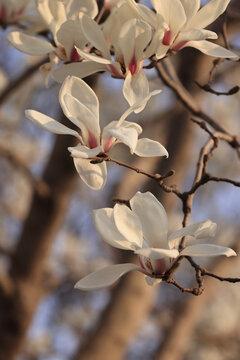 玉兰花